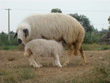 Ewe